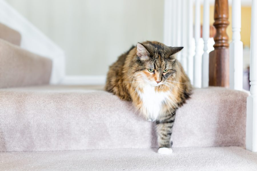 arthrose chez le chat