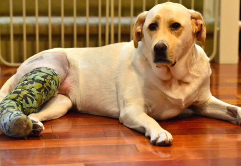 rupture des ligaments croisés chez le chien
